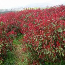 山東紅葉石楠